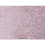 Anti-BRP44L (I51)　 Antibody from Bioworld Technology (BS3093) - Antibodies.com