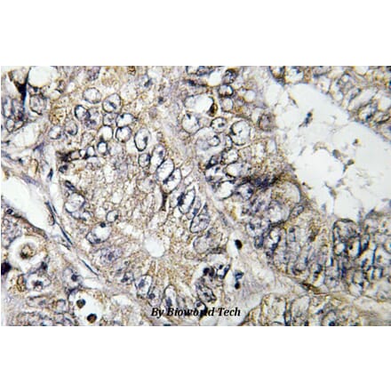 Anti-BIG2 (L1527) Antibody from Bioworld Technology (BS3095) - Antibodies.com