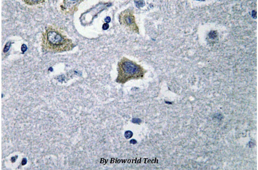 Anti-CA VB (N280) Antibody from Bioworld Technology (BS3098) - Antibodies.com