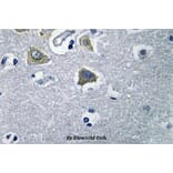 Anti-CA VB (N280) Antibody from Bioworld Technology (BS3098) - Antibodies.com