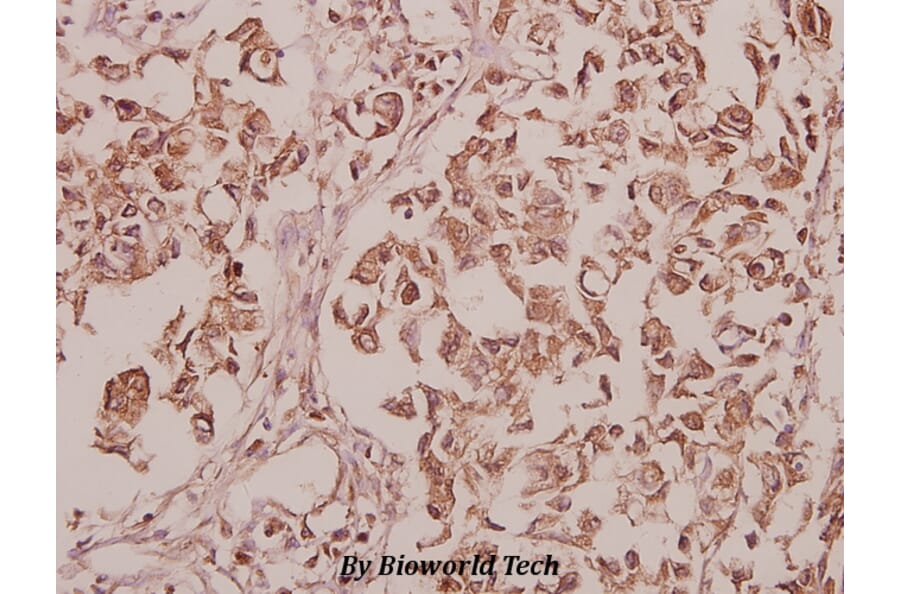 Anti-CEP135 (H1117) Antibody from Bioworld Technology (BS3100) - Antibodies.com