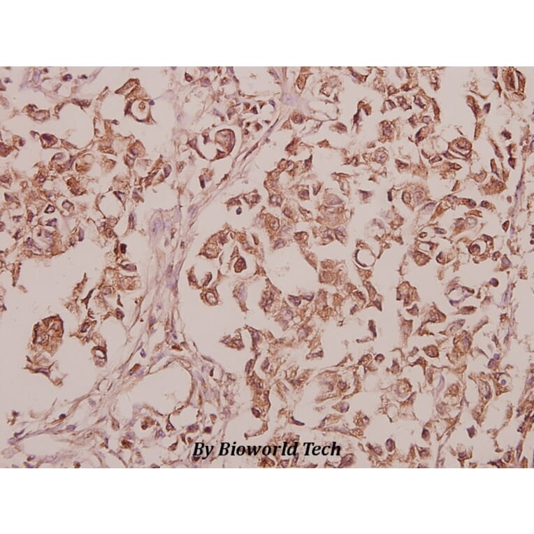 Anti-CEP135 (H1117) Antibody from Bioworld Technology (BS3100) - Antibodies.com