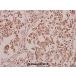Anti-CEP135 (H1117) Antibody from Bioworld Technology (BS3100) - Antibodies.com