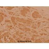 Anti-Cerebral 1 (L310) Antibody from Bioworld Technology (BS3101) - Antibodies.com
