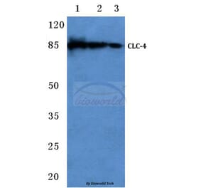 Anti-CLC-4 (E254) Antibody from Bioworld Technology (BS3103) - Antibodies.com