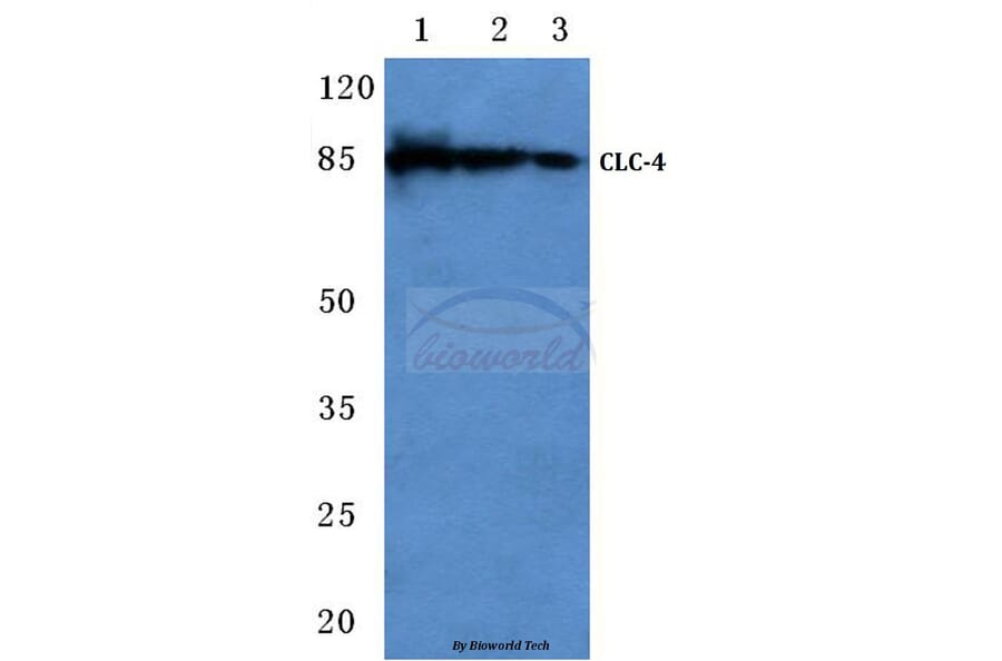 Anti-CLC-4 (E254) Antibody from Bioworld Technology (BS3103) - Antibodies.com
