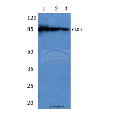 Anti-CLC-4 (E254) Antibody from Bioworld Technology (BS3103) - Antibodies.com