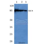 Anti-CLC-4 (E254) Antibody from Bioworld Technology (BS3103) - Antibodies.com