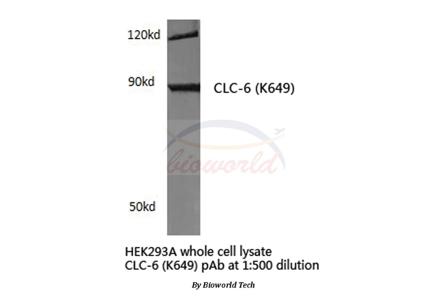 Anti-CLC-6 (K649) Antibody from Bioworld Technology (BS3104) - Antibodies.com