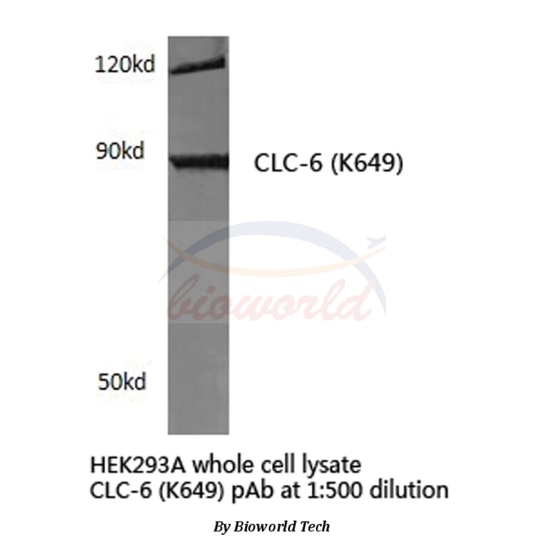 Anti-CLC-6 (K649) Antibody from Bioworld Technology (BS3104) - Antibodies.com