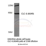 Anti-CLC-6 (K649) Antibody from Bioworld Technology (BS3104) - Antibodies.com