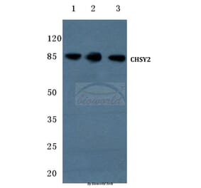 Anti-CHSY2 (R671) Antibody from Bioworld Technology (BS3106) - Antibodies.com