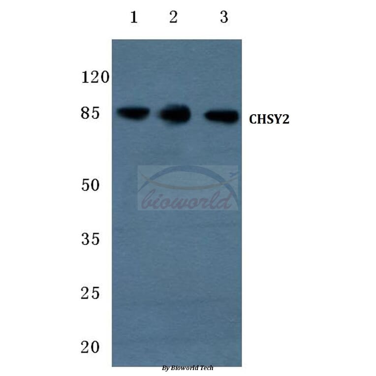Anti-CHSY2 (R671) Antibody from Bioworld Technology (BS3106) - Antibodies.com