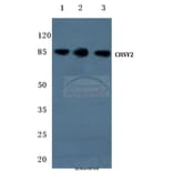 Anti-CHSY2 (R671) Antibody from Bioworld Technology (BS3106) - Antibodies.com