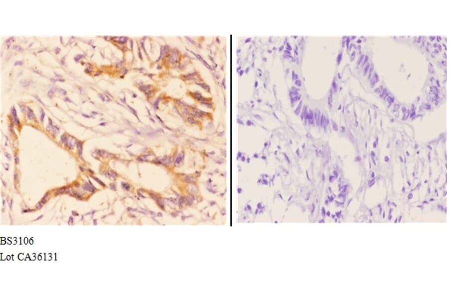 Anti-CHSY2 (R671) Antibody from Bioworld Technology (BS3106) - Antibodies.com