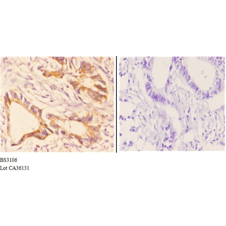 Anti-CHSY2 (R671) Antibody from Bioworld Technology (BS3106) - Antibodies.com