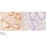 Anti-CHSY2 (R671) Antibody from Bioworld Technology (BS3106) - Antibodies.com