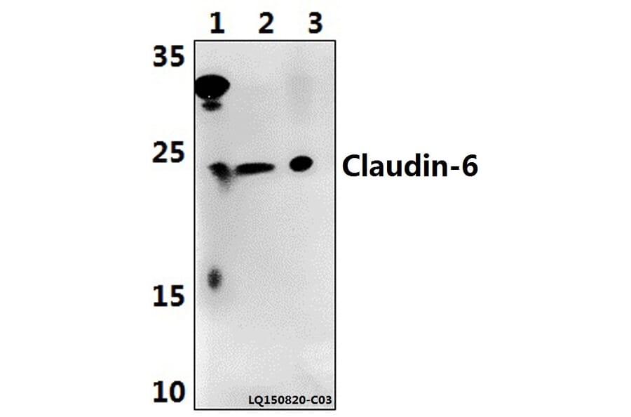 Anti-Claudin-6 (V118) Antibody from Bioworld Technology (BS3107) - Antibodies.com