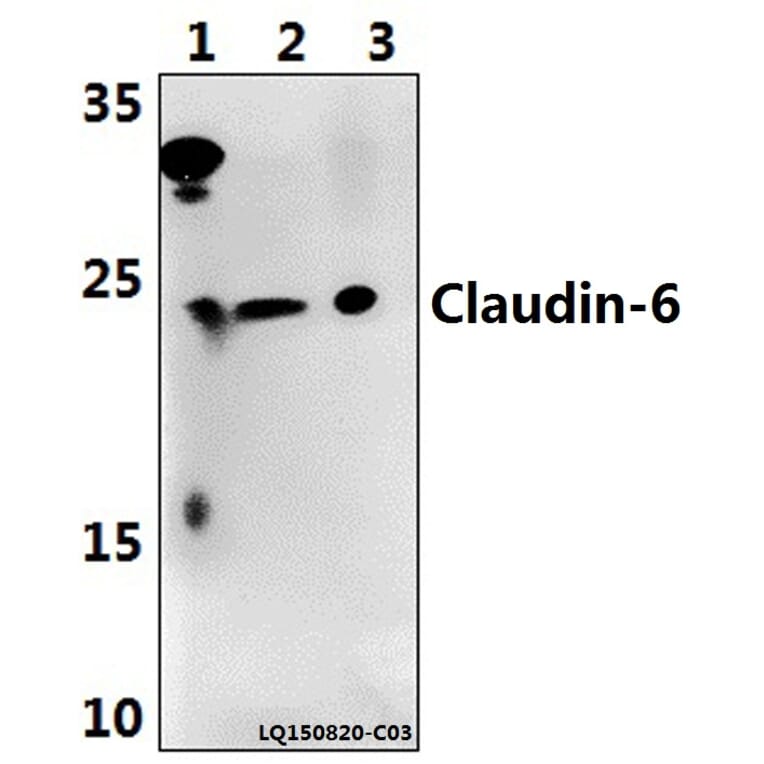 Anti-Claudin-6 (V118) Antibody from Bioworld Technology (BS3107) - Antibodies.com