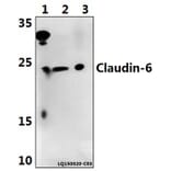 Anti-Claudin-6 (V118) Antibody from Bioworld Technology (BS3107) - Antibodies.com