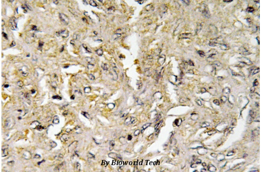 Anti-Claudin-6 (V118) Antibody from Bioworld Technology (BS3107) - Antibodies.com