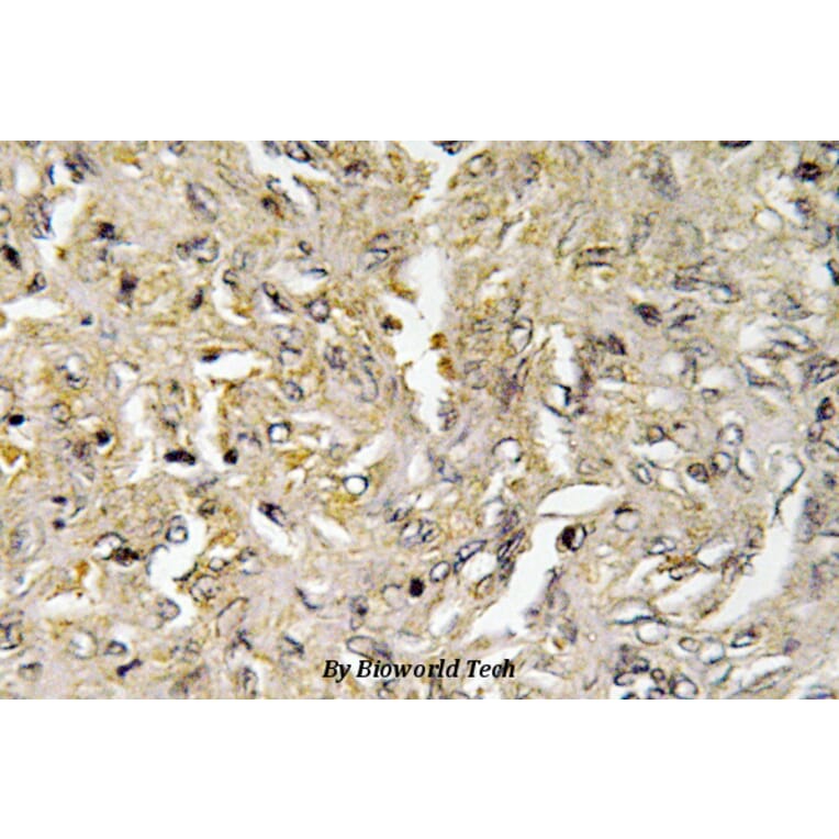 Anti-Claudin-6 (V118) Antibody from Bioworld Technology (BS3107) - Antibodies.com
