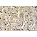 Anti-Claudin-6 (V118) Antibody from Bioworld Technology (BS3107) - Antibodies.com