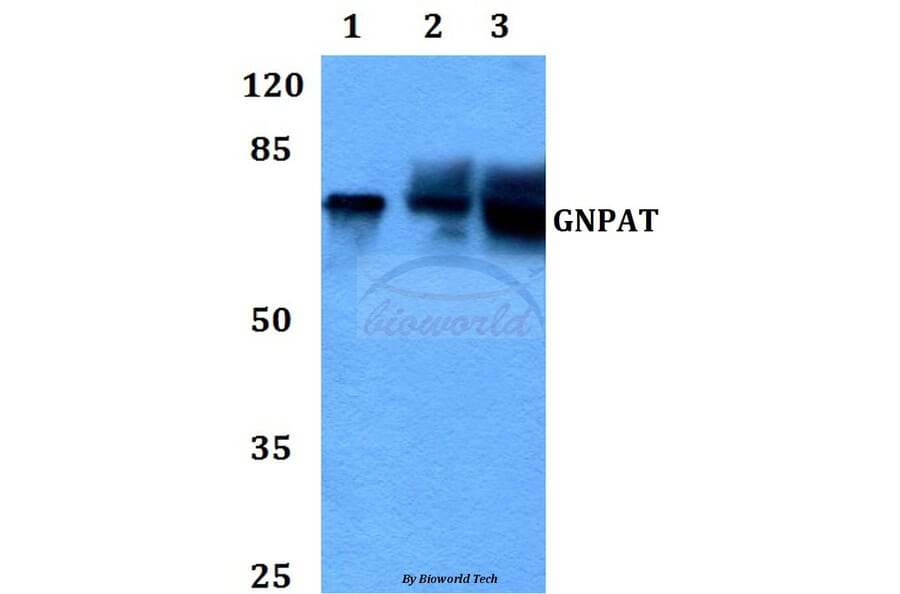Anti-GNPAT (F365) Antibody from Bioworld Technology (BS3110) - Antibodies.com