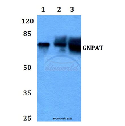 Anti-GNPAT (F365) Antibody from Bioworld Technology (BS3110) - Antibodies.com