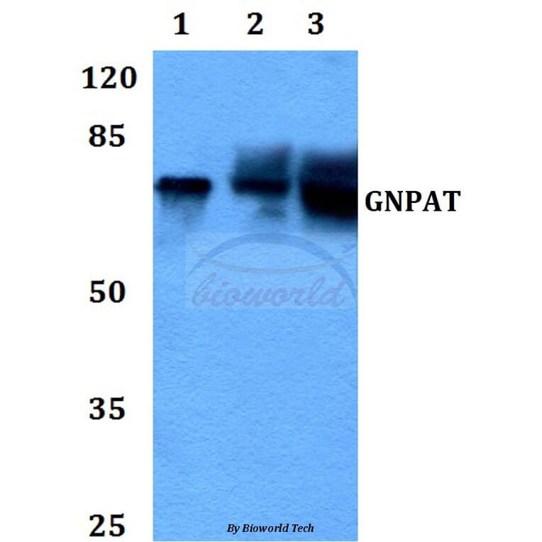 Anti-GNPAT (F365) Antibody from Bioworld Technology (BS3110) - Antibodies.com