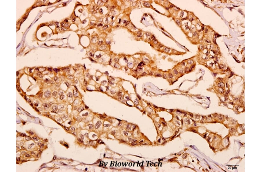 Anti-GNPAT (F365) Antibody from Bioworld Technology (BS3110) - Antibodies.com