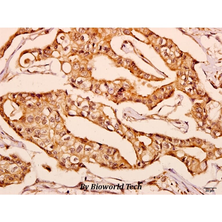Anti-GNPAT (F365) Antibody from Bioworld Technology (BS3110) - Antibodies.com