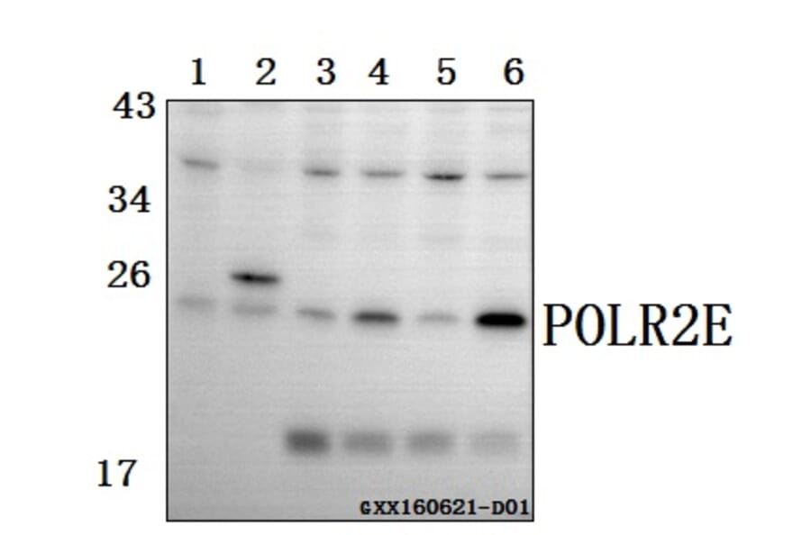 Anti-POLR2E (L58) Antibody from Bioworld Technology (BS3113) - Antibodies.com