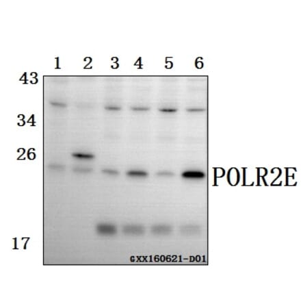 Anti-POLR2E (L58) Antibody from Bioworld Technology (BS3113) - Antibodies.com