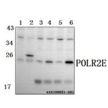 Anti-POLR2E (L58) Antibody from Bioworld Technology (BS3113) - Antibodies.com