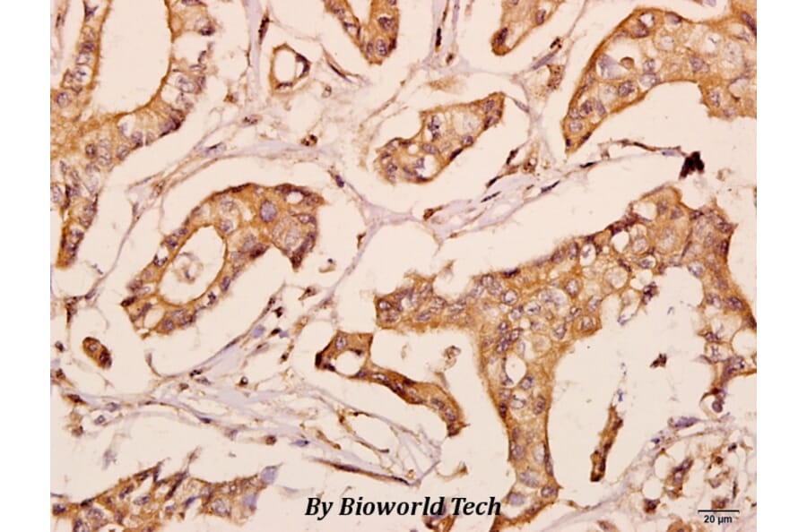 Anti-POLR2E (L58) Antibody from Bioworld Technology (BS3113) - Antibodies.com