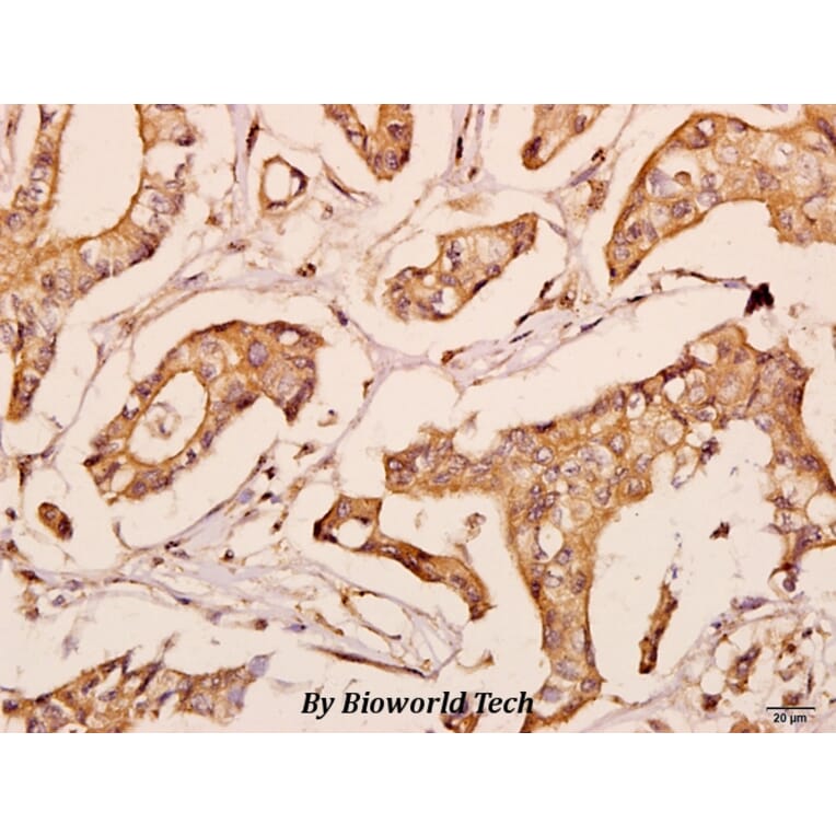 Anti-POLR2E (L58) Antibody from Bioworld Technology (BS3113) - Antibodies.com