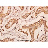 Anti-POLR2E (L58) Antibody from Bioworld Technology (BS3113) - Antibodies.com