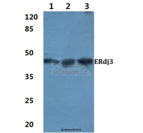 Anti-ERdj3 (K66) Antibody from Bioworld Technology (BS3114) - Antibodies.com