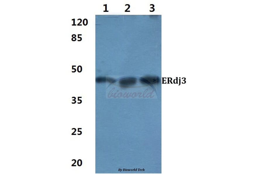 Anti-ERdj3 (K66) Antibody from Bioworld Technology (BS3114) - Antibodies.com