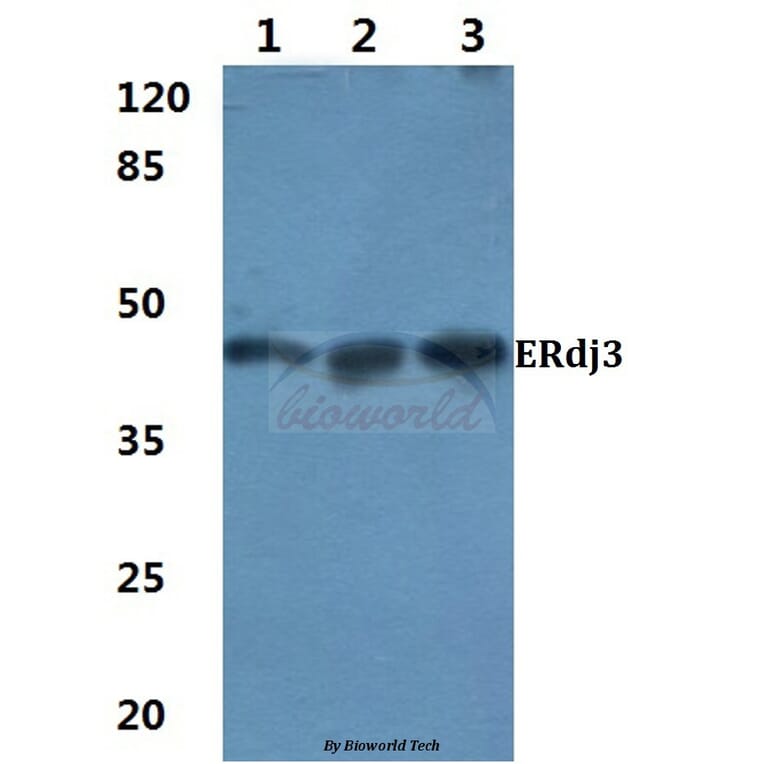 Anti-ERdj3 (K66) Antibody from Bioworld Technology (BS3114) - Antibodies.com