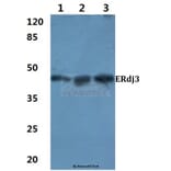 Anti-ERdj3 (K66) Antibody from Bioworld Technology (BS3114) - Antibodies.com