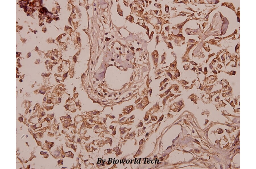 Anti-ERdj3 (K66) Antibody from Bioworld Technology (BS3114) - Antibodies.com