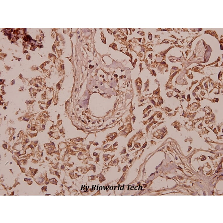 Anti-ERdj3 (K66) Antibody from Bioworld Technology (BS3114) - Antibodies.com