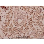 Anti-ERdj3 (K66) Antibody from Bioworld Technology (BS3114) - Antibodies.com