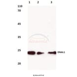 Anti-DNAL1 (N161) Antibody from Bioworld Technology (BS3115) - Antibodies.com