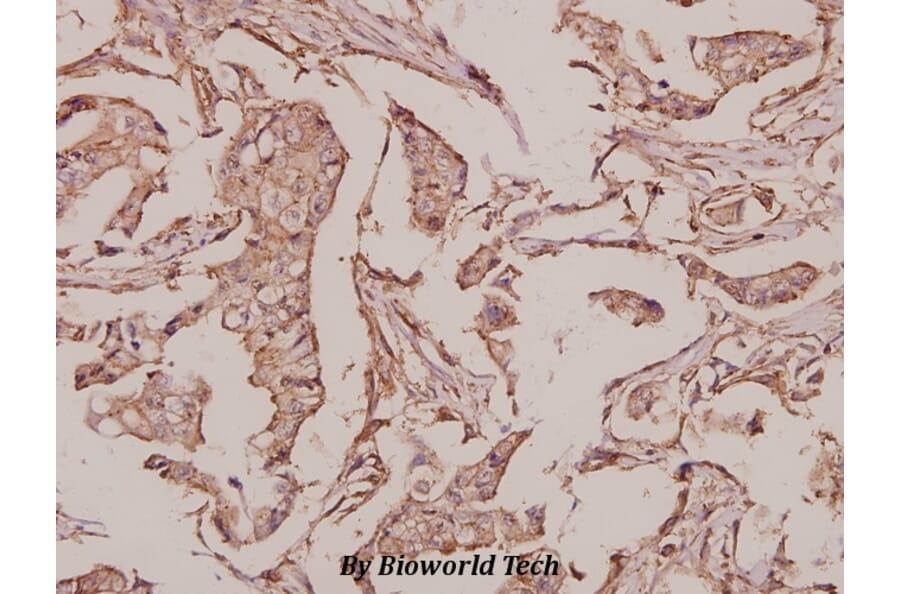 Anti-INSL4 (L79) Antibody from Bioworld Technology (BS3118) - Antibodies.com