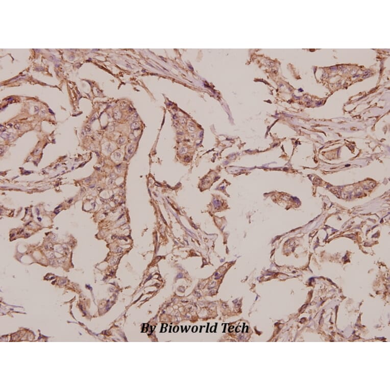 Anti-INSL4 (L79) Antibody from Bioworld Technology (BS3118) - Antibodies.com