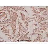 Anti-INSL4 (L79) Antibody from Bioworld Technology (BS3118) - Antibodies.com