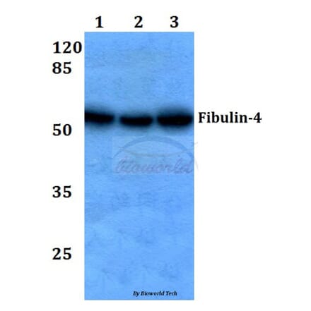 Anti-Fibulin-4 (D123) Antibody from Bioworld Technology (BS3119) - Antibodies.com